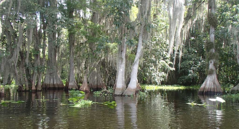 Trees jut up from water in a Florida mangrove. 